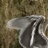 03Heron wing.jpg (69kb)